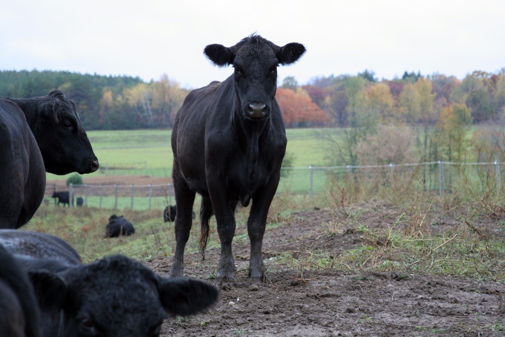 black angus beef premier meat company corn fed steak recipe humane delicious no hormone no antibiotic fresh delivery meat high quality protein online order buy