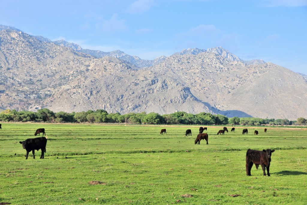 California, United States - cattle ranch with Scodie Mountains in the background (part of Sierra Nevada). Kern County.