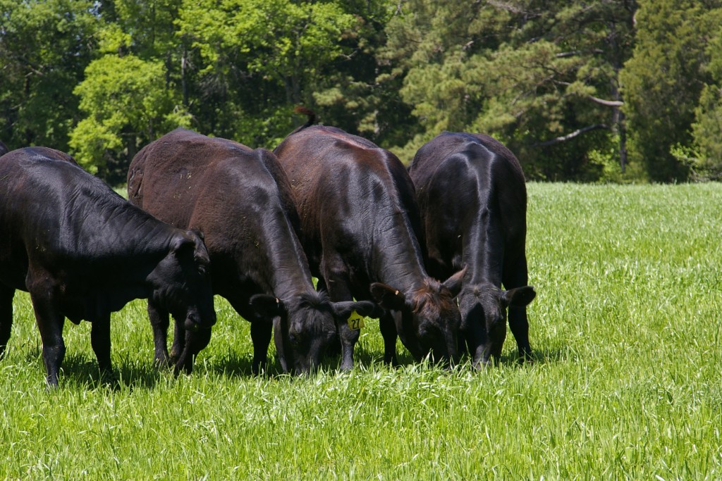 Black Angus Herd Grass Fed Beef