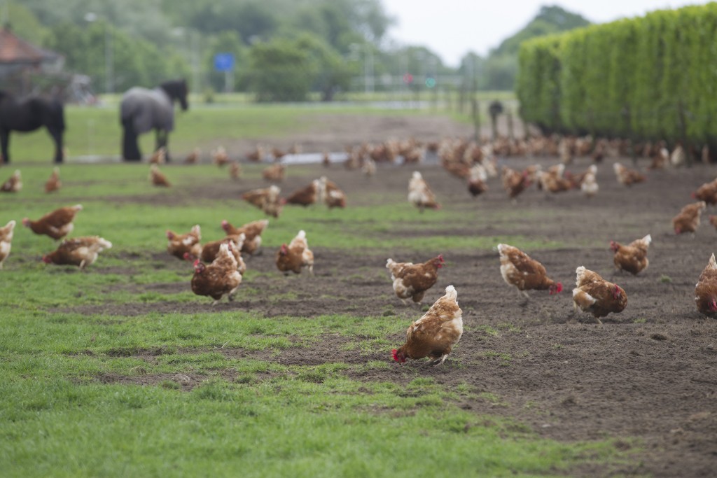 Premier Meat Company Free Range Chickens Feeding Field 