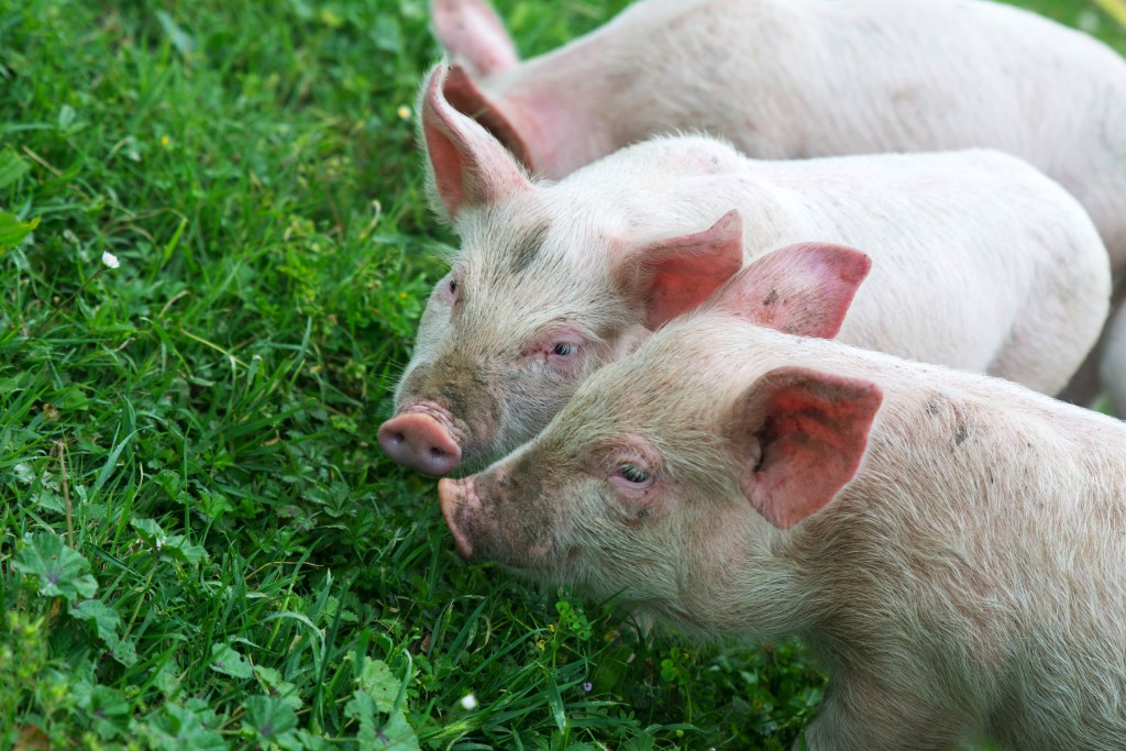 Premier Meat Company Humanely Raised Hog Pig Pork High Quality Sustainable Proteins Pork Farm