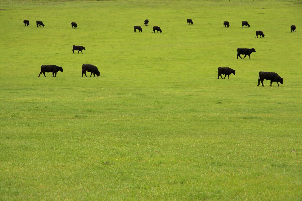 Black Angus beef cattle grazing in a lush pasture