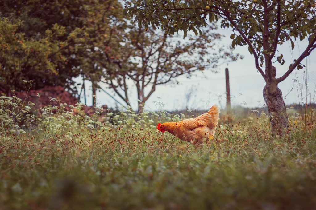 vegetarian chicken