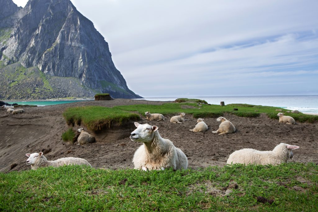 Superior Farms’ Lambs